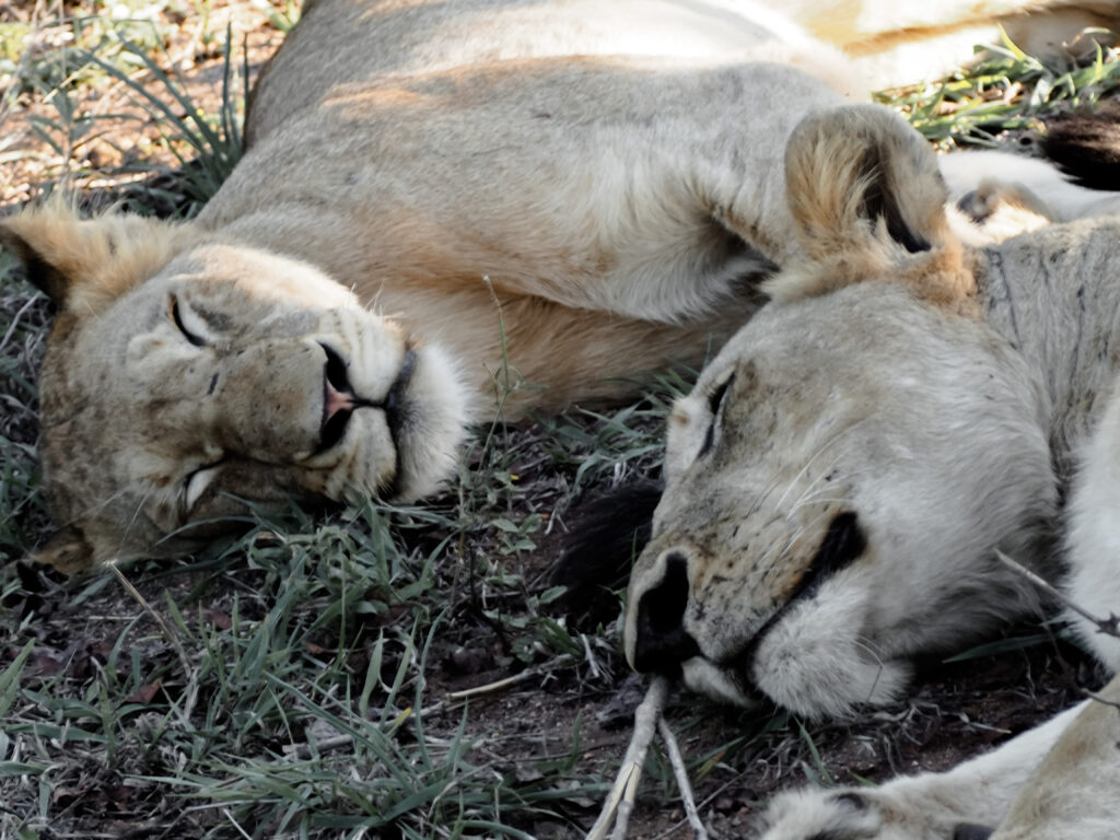 Lions sleeping on an afternoon safari drive during one of the African Safari Adventures
